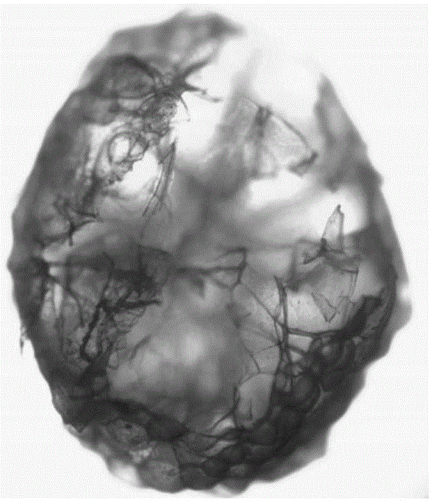 Floating-type loaded sulfite microcapsules, preparation method thereof and method for preventing fruit wine hop disease by using the microcapsules