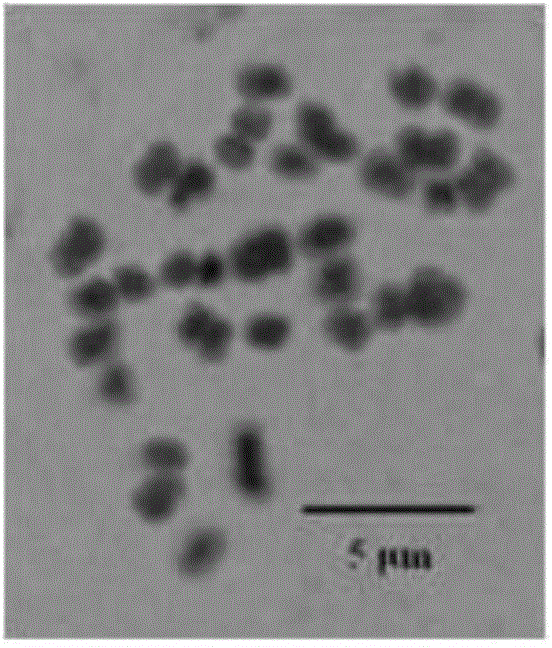 Induction method for autotetraploids of pomegranates