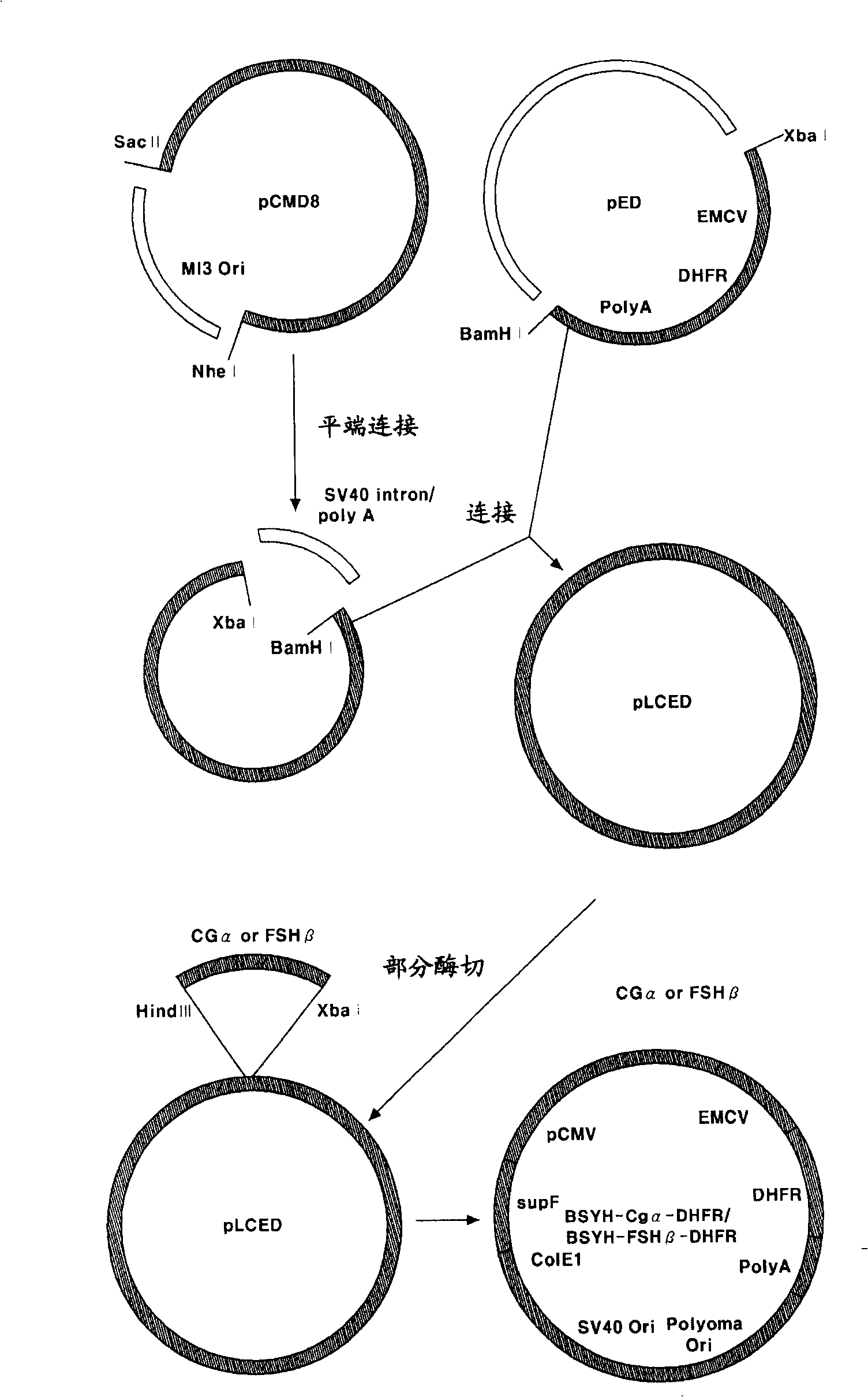 Nucleotide sequence, expression vector containing the same, zooblast inverted from said vector and method for producing human fsh using the zooblast