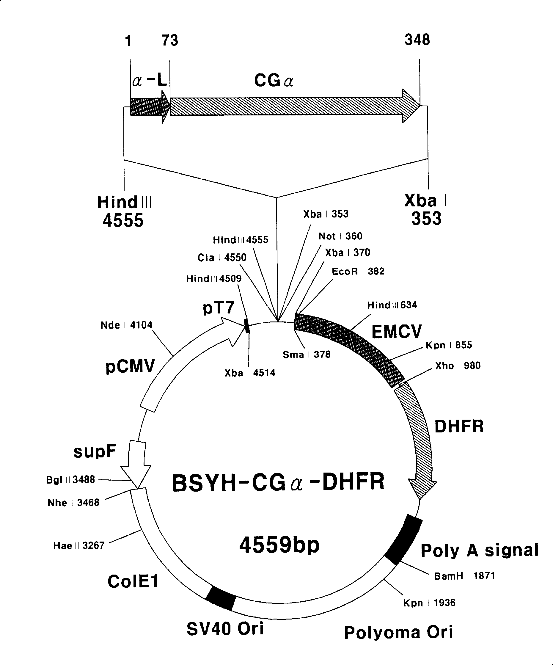 Nucleotide sequence, expression vector containing the same, zooblast inverted from said vector and method for producing human fsh using the zooblast