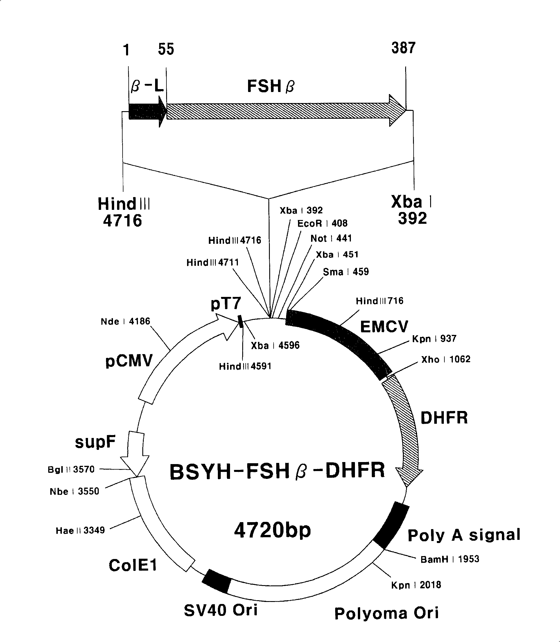 Nucleotide sequence, expression vector containing the same, zooblast inverted from said vector and method for producing human fsh using the zooblast