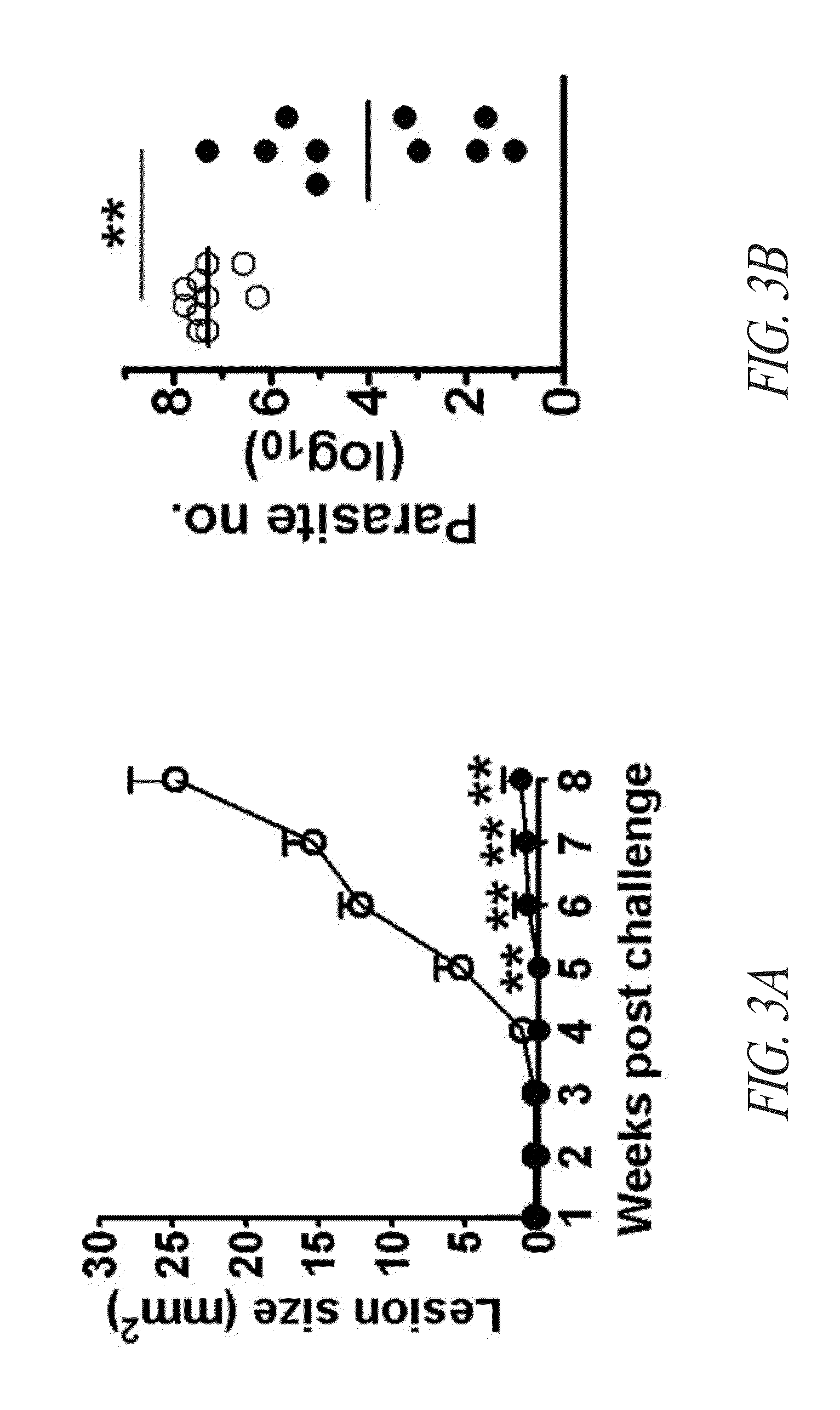 Recombinant polyprotein vaccines for the treatment and diagnosis of leishmaniasis