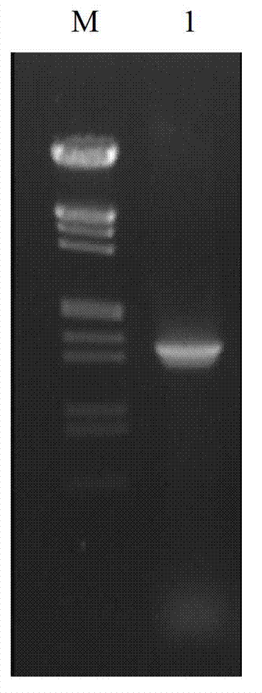 P-coumaroyl ester 3'-hydroxylase gene LjC3'H in lonicera japonica thumb. and application thereof