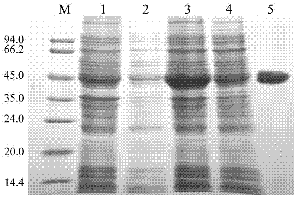 P-coumaroyl ester 3'-hydroxylase gene LjC3'H in lonicera japonica thumb. and application thereof