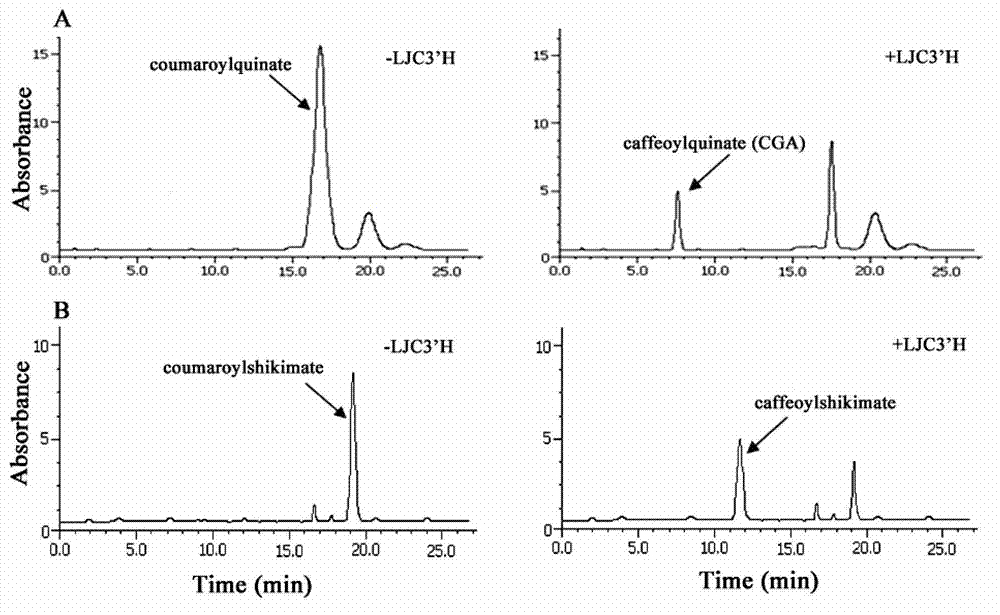 P-coumaroyl ester 3'-hydroxylase gene LjC3'H in lonicera japonica thumb. and application thereof