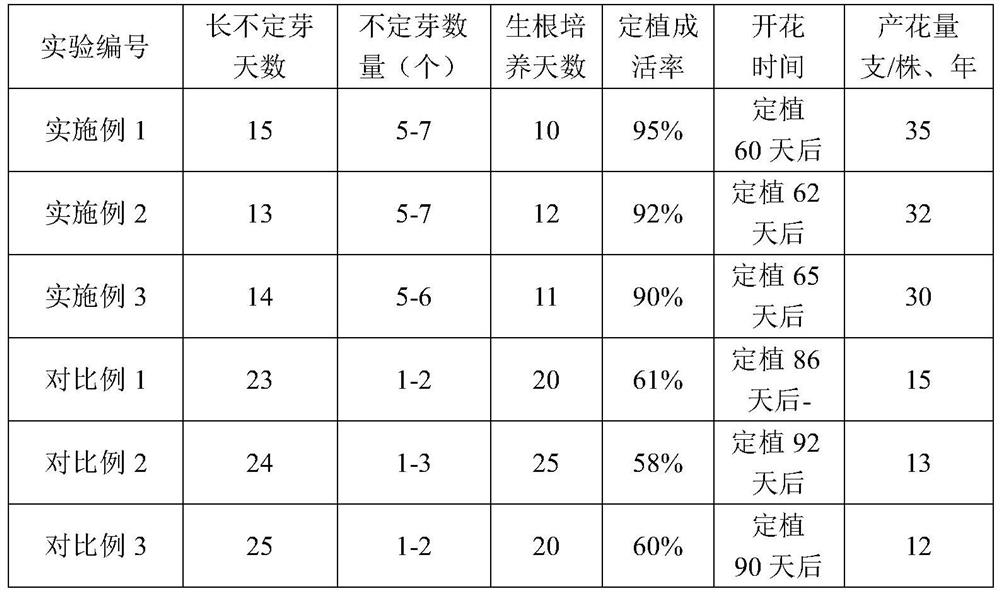 A kind of gerbera rapid propagation method and annual flower production