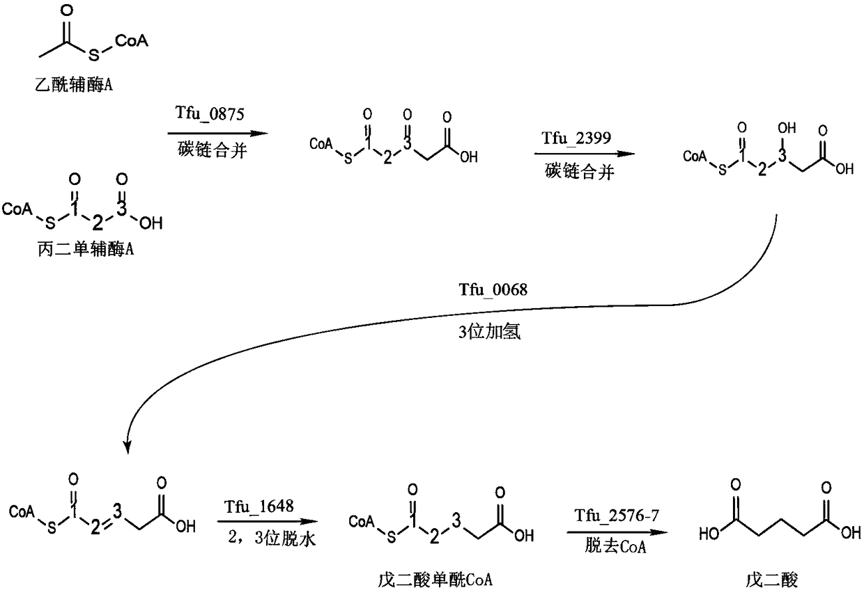 Total biosynthesis method of glutaric acid