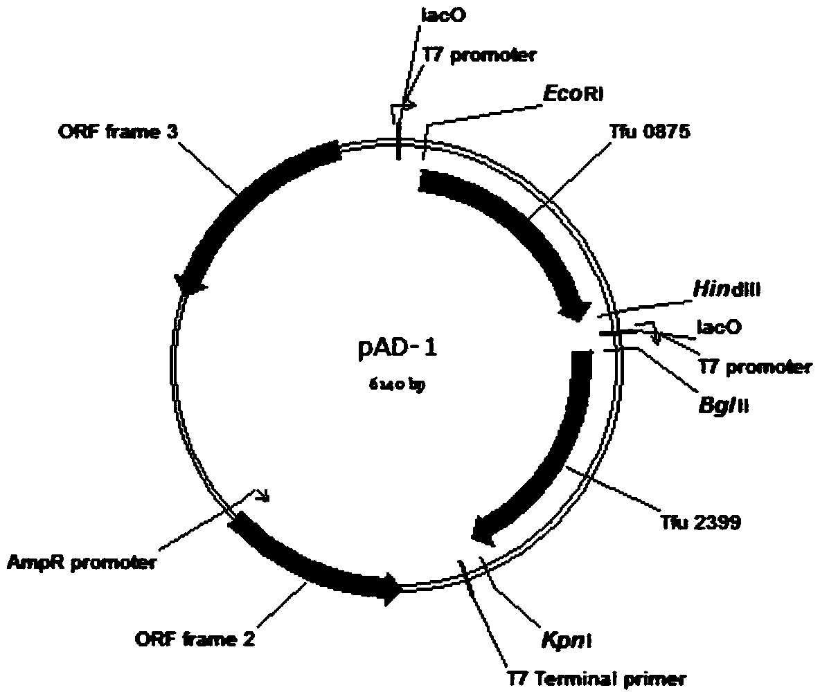 Total biosynthesis method of glutaric acid