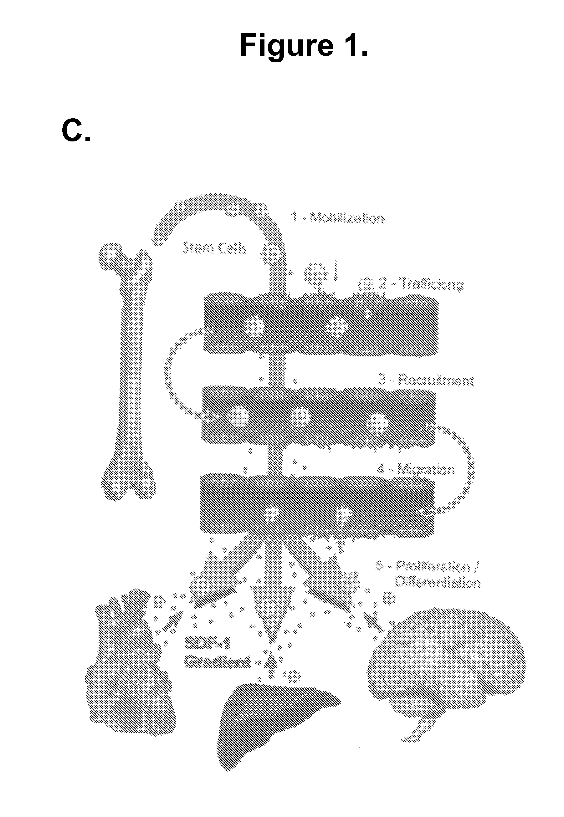 Methods and compositions for enhancing stem cell mobilization