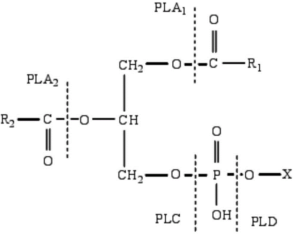 Phospholipase C and bacterial strain generating same