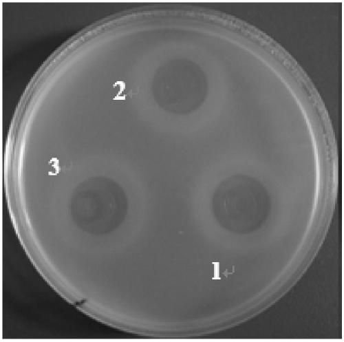 Compound microecological preparation as well as preparation and application thereof