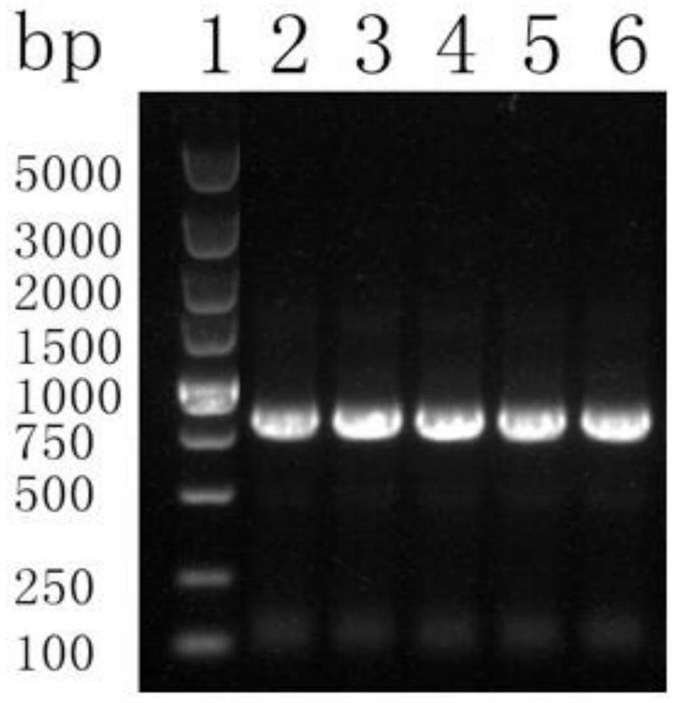 Short-chain dehydrogenase BLSDR1 as well as coding gene and application thereof