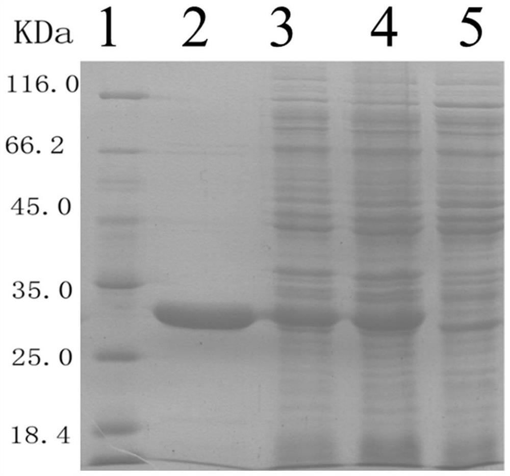 Short-chain dehydrogenase BLSDR1 as well as coding gene and application thereof