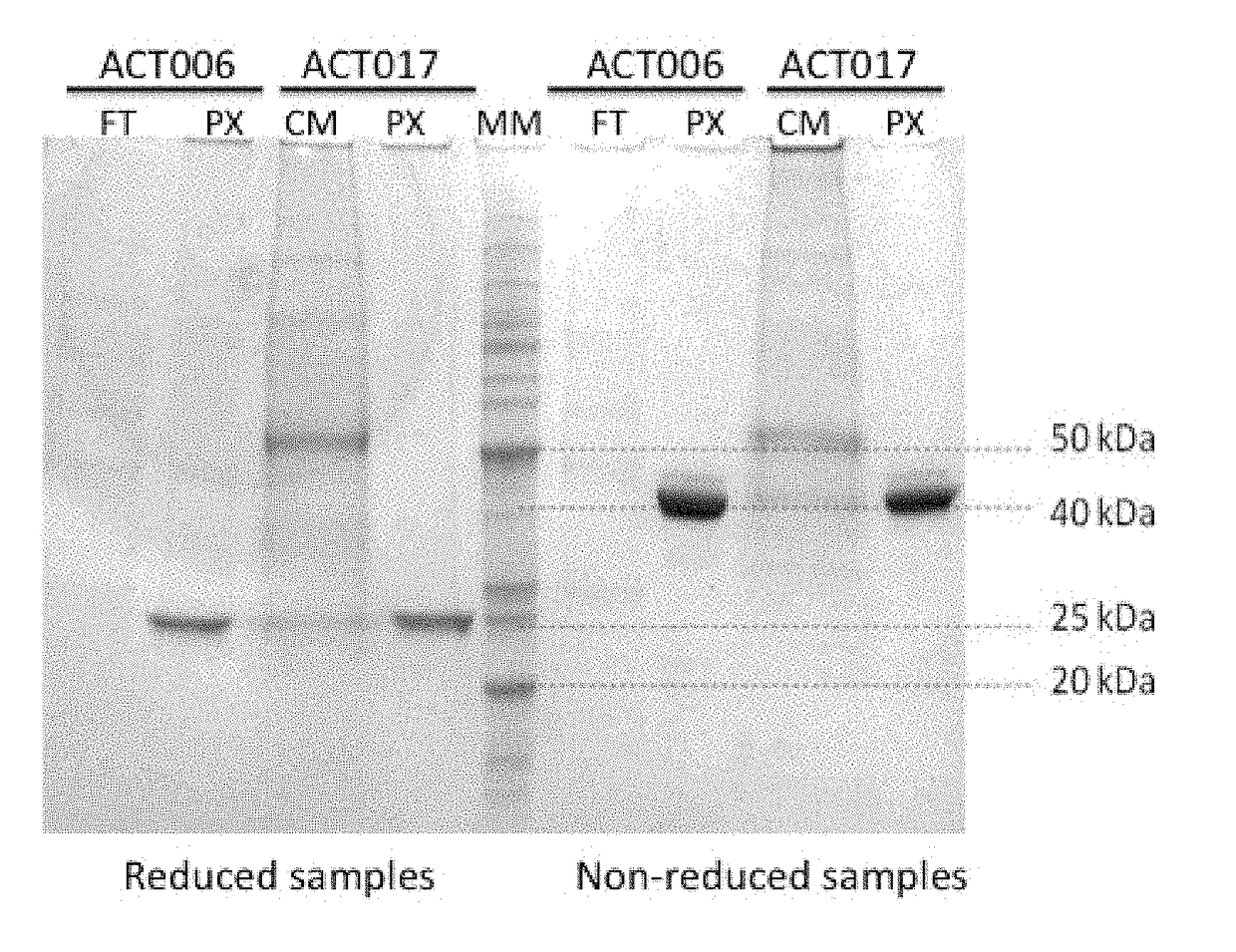 Novel Anti-human gpvi antibodies and uses thereof