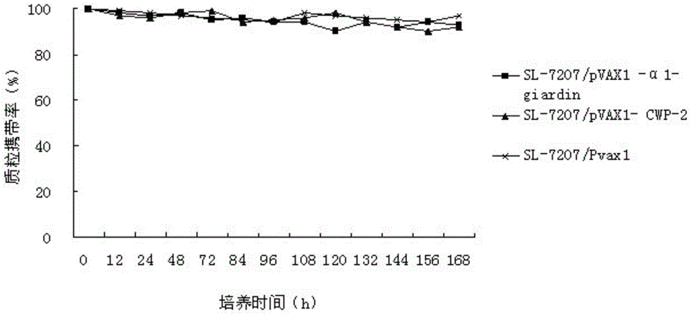 Bivalent DNA vaccine and its enteric-coated preparation for preventing giardiasis