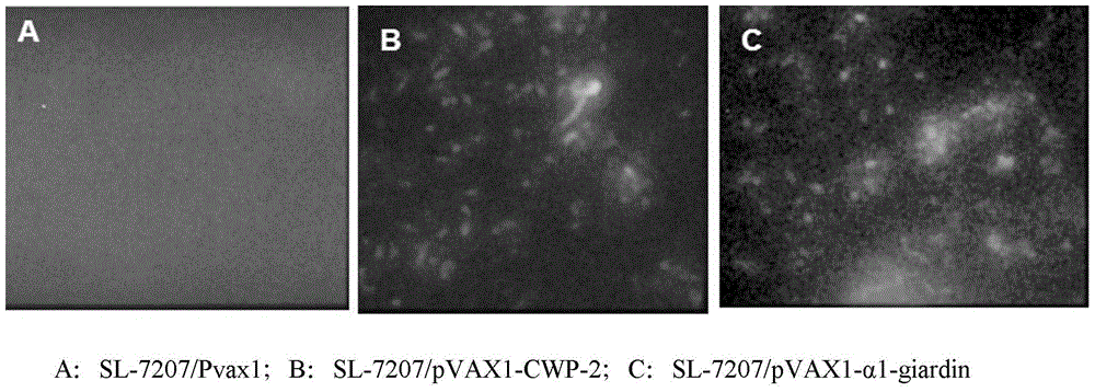 Bivalent DNA vaccine and its enteric-coated preparation for preventing giardiasis