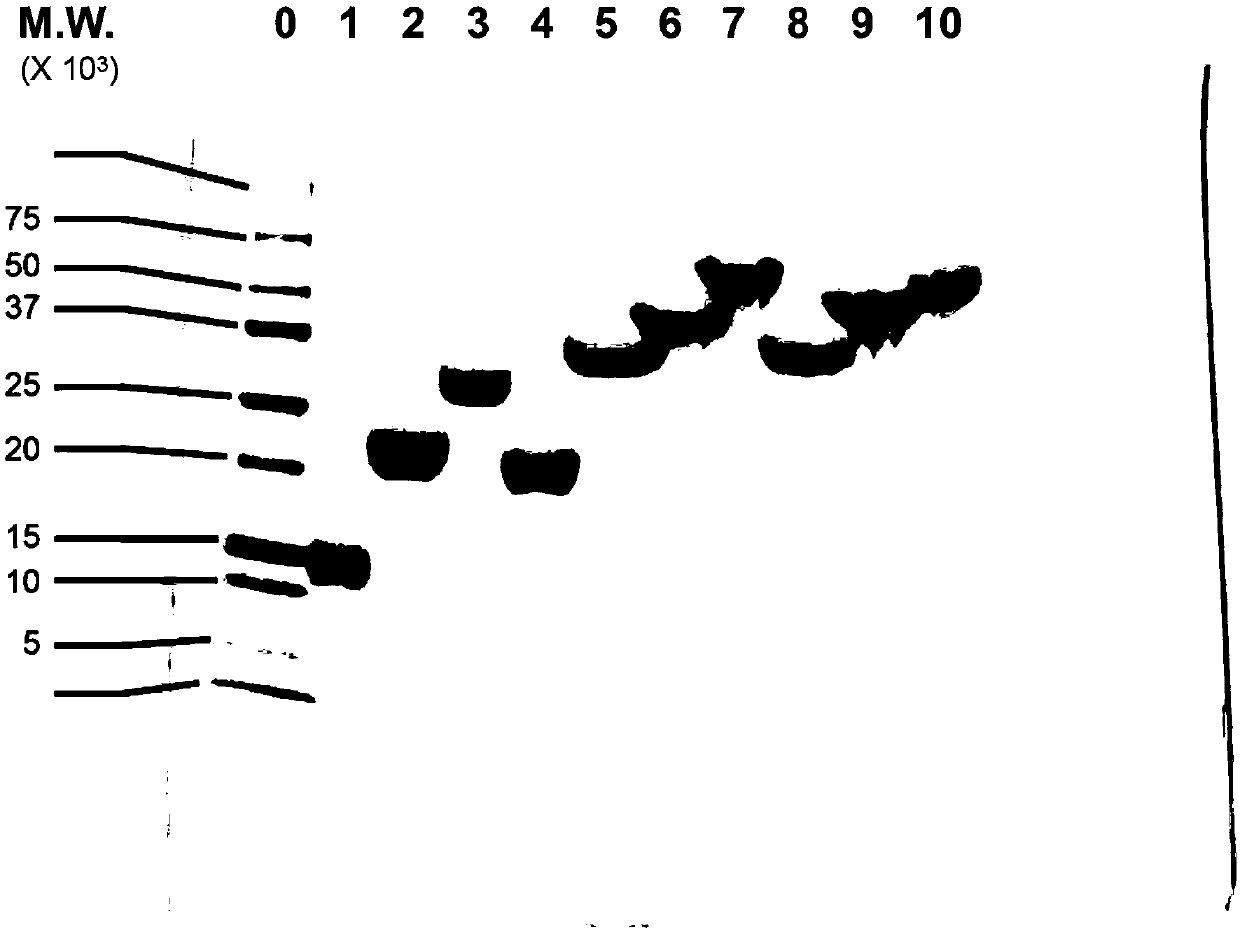 Long-acting adrenomedullin derivative