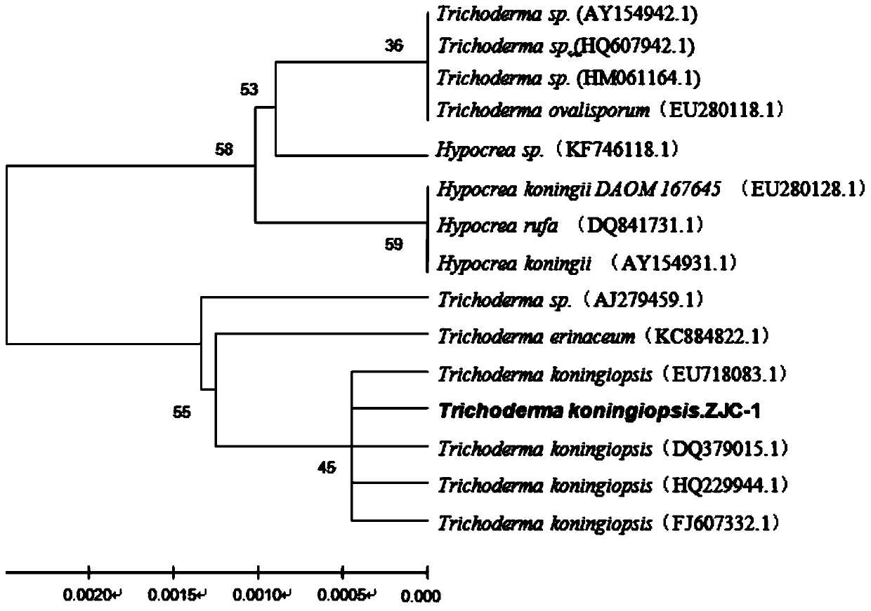 Rice straw degrading fungi trichoderma koningiopsis ZJC-1 and fungicide thereof