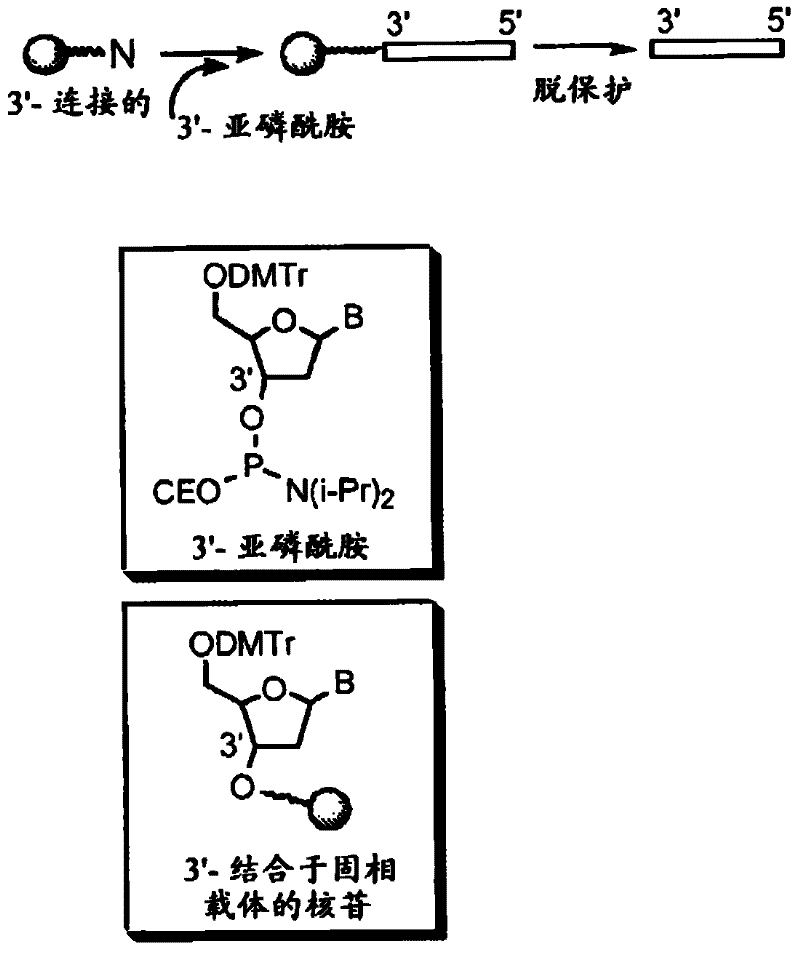 Modulation of toll-like receptor 4 expression by antisense oligonucleotides