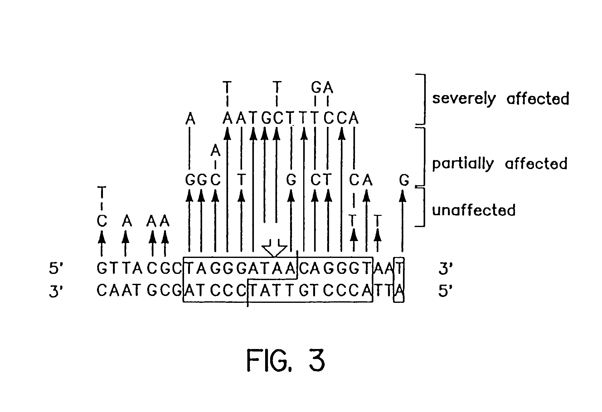 Nucleotide sequence encoding the enzyme I-Scel and the uses thereof