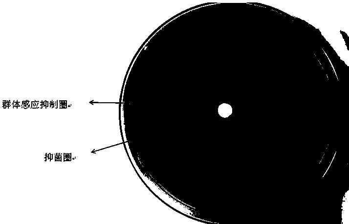 Preparation method and application of camphor essential oil-based bacterial quorum sensing inhibitor