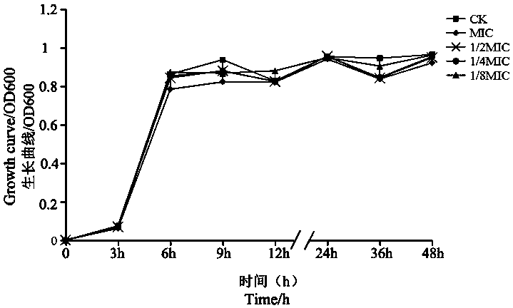 Preparation method and application of camphor essential oil-based bacterial quorum sensing inhibitor