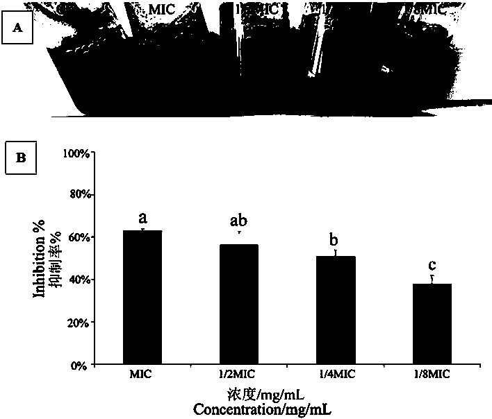 Preparation method and application of camphor essential oil-based bacterial quorum sensing inhibitor