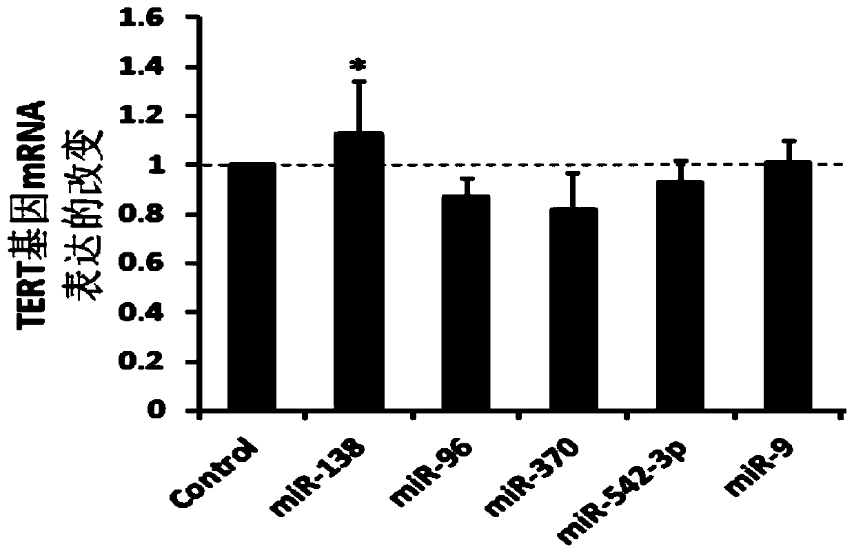 miRNA138 and application of miRNA138 in regulation of TERT gene expression