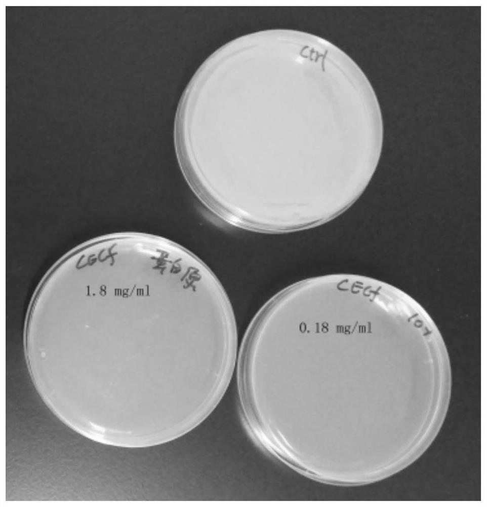 Cecropin F protein antibacterial peptide and application thereof