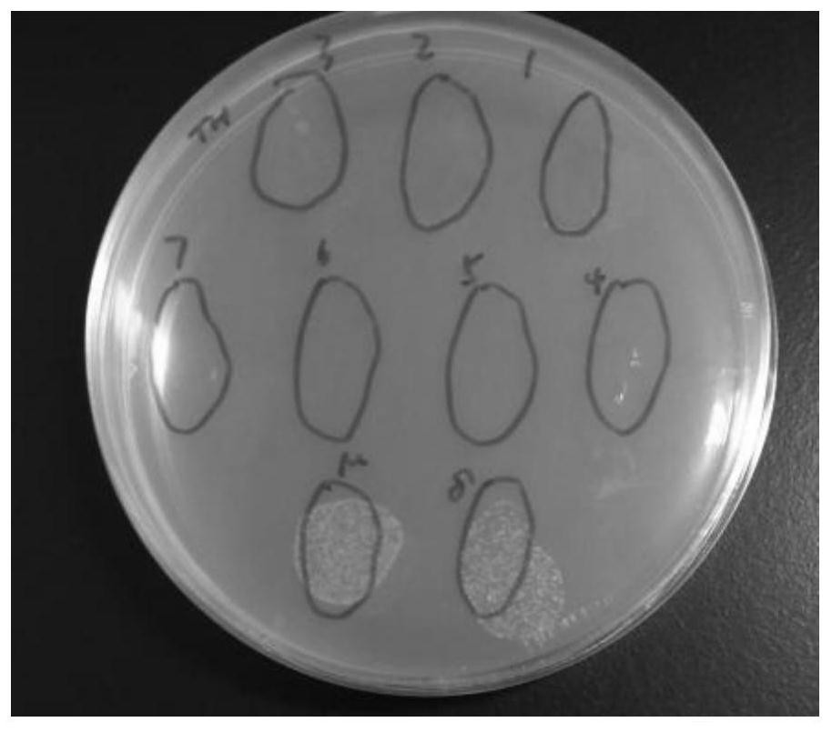 Cecropin F protein antibacterial peptide and application thereof