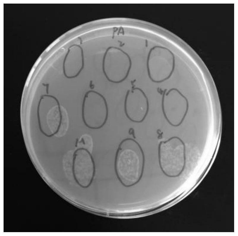 Cecropin F protein antibacterial peptide and application thereof