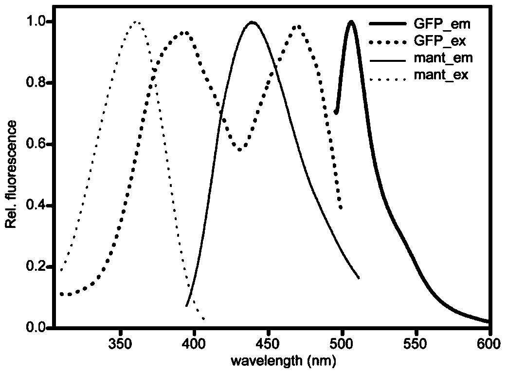 A method for detecting the interaction between rab protein and its effectors based on fluorescence resonance energy transfer