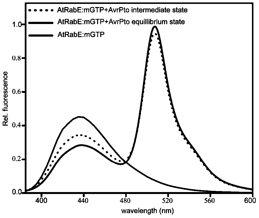 A method for detecting the interaction between rab protein and its effectors based on fluorescence resonance energy transfer