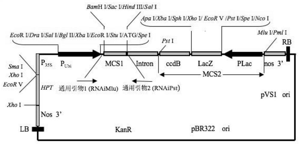 Application of 0scpy and its encoded protein in rice seeding