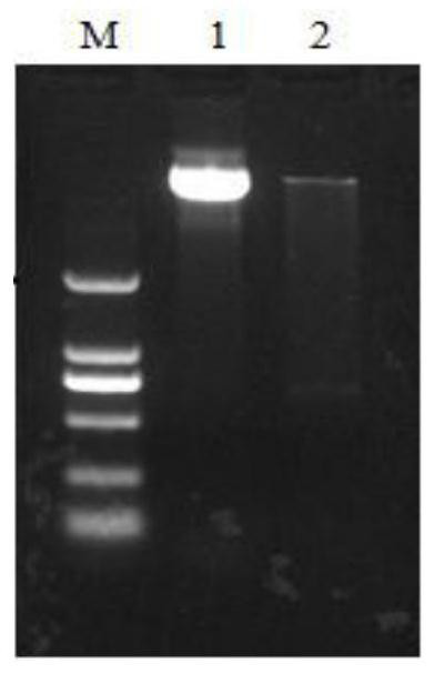 Application of 0scpy and its encoded protein in rice seeding