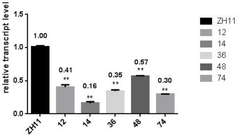 Application of 0scpy and its encoded protein in rice seeding