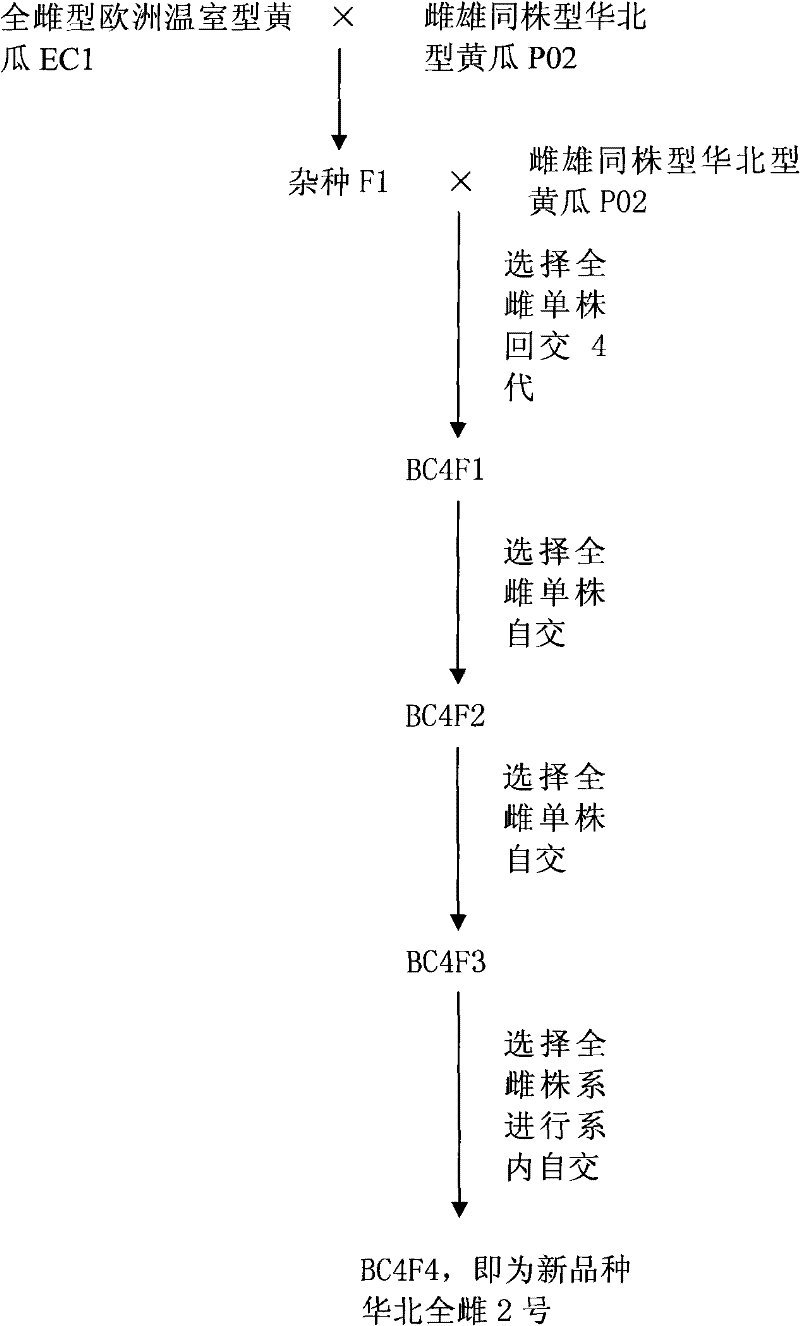 Cultivation and application of huabei all-female No.2 variety of all-female huabei type cucumber