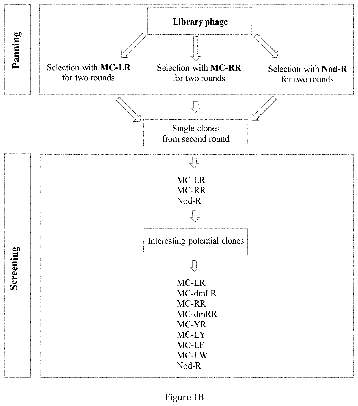 Antibodies against immunocomplexes comprising cyanobacterial cyclic peptide hepatotoxins