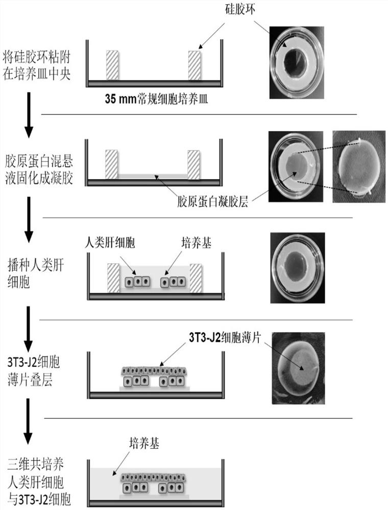 Hepatocyte in-vitro co-culture system as well as construction method and application thereof