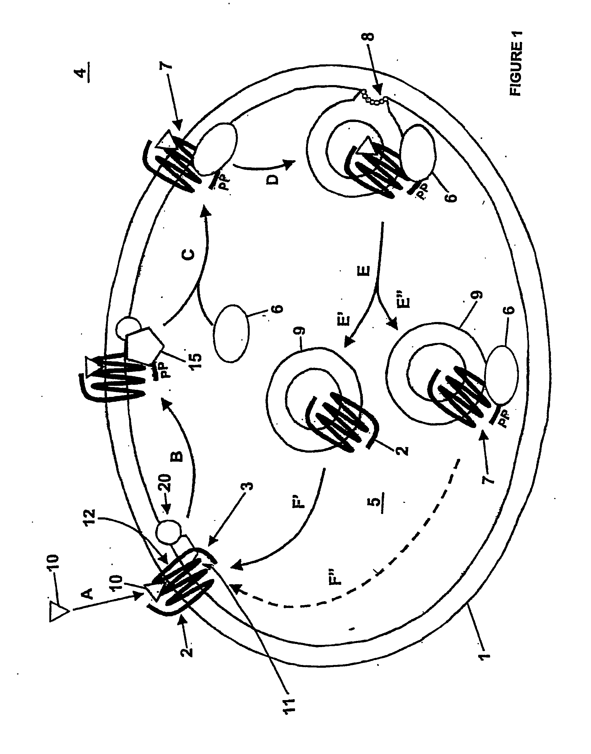 Methods Of Screening Compositions For G Protein-Coupled Receptors Aganist Agonists