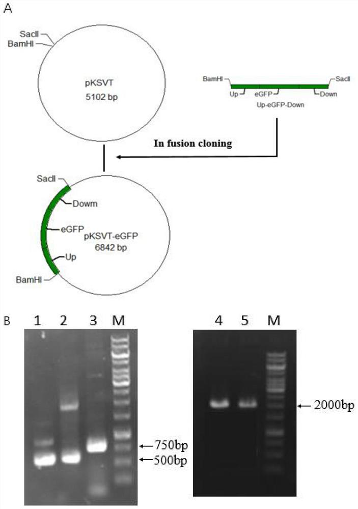 Element gamma-glutamyl transpeptidase for high expression of extracellular protein in bacillus licheniformis, method and application