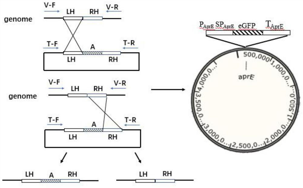 Element gamma-glutamyl transpeptidase for high expression of extracellular protein in bacillus licheniformis, method and application