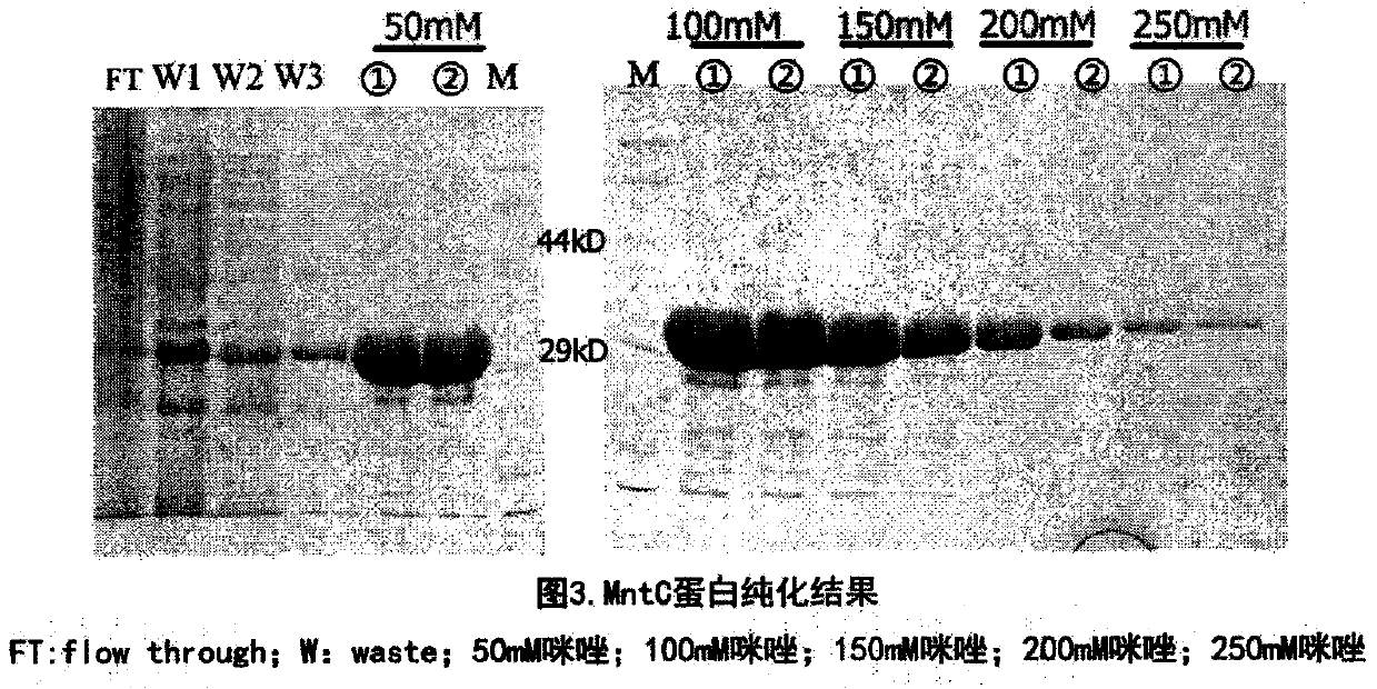 Preparation and application of anti-staphylococcus aureus polyclonal antibody