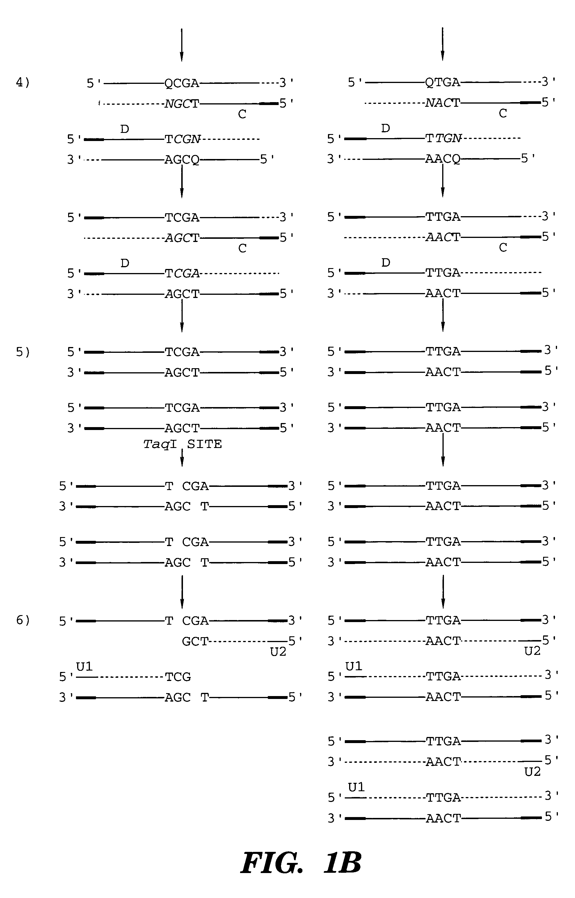 Coupled polymerase chain reaction-restriction-endonuclease digestion-ligase detection reaction process