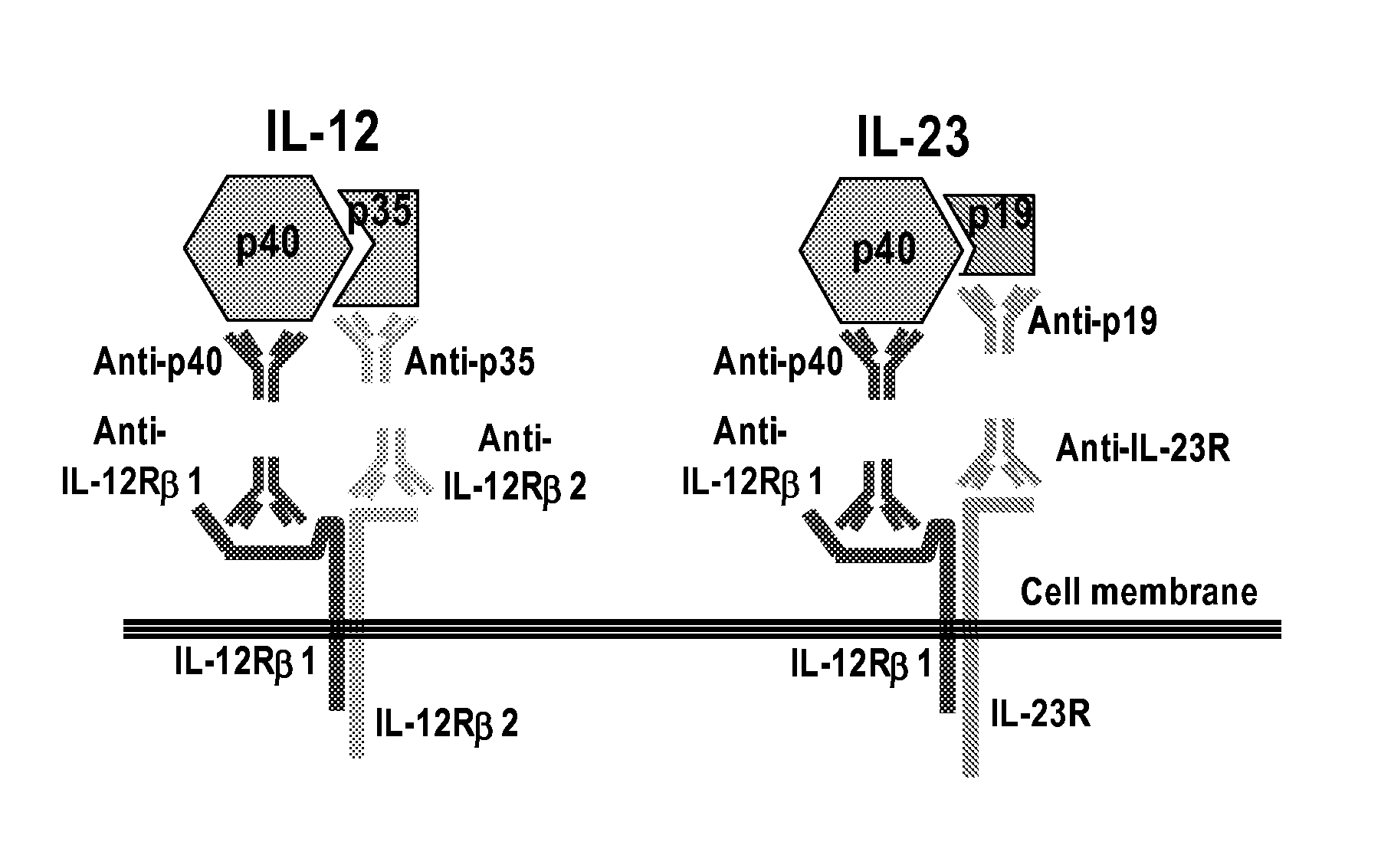 IL-23p40 Specific Immunoglobulin Derived Proteins, Compositions, Epitopes, Methods and Uses