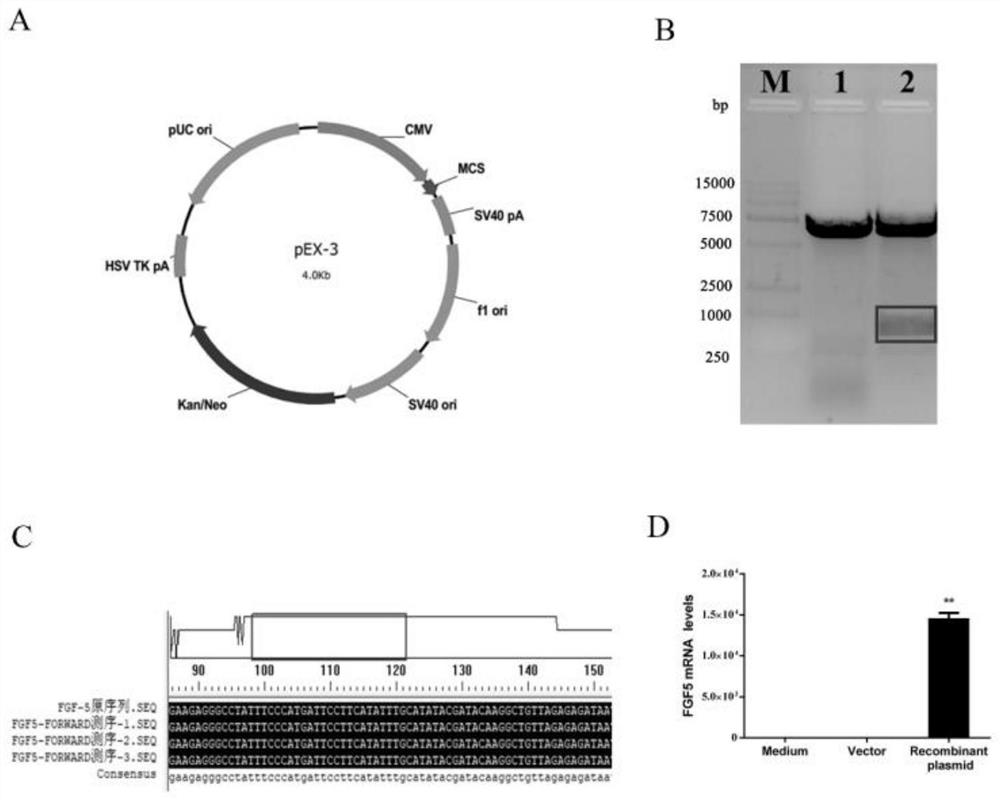 Application of siRNA targeting FGF5 to treatment of alopecia