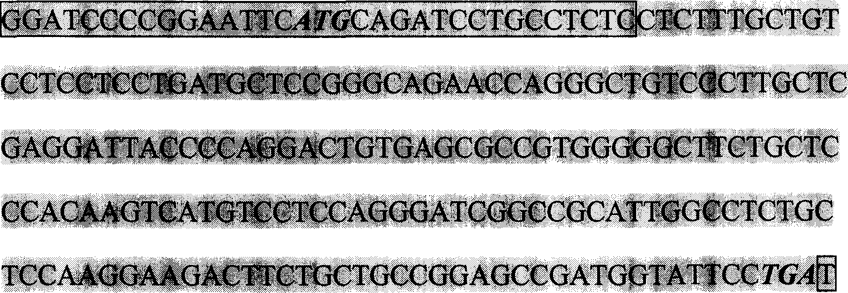 Natural antibacterial agent-recombinant chicken-beta alexin protein Gal-9 preparation method