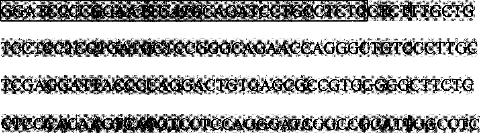 Natural antibacterial agent-recombinant chicken-beta alexin protein Gal-9 preparation method