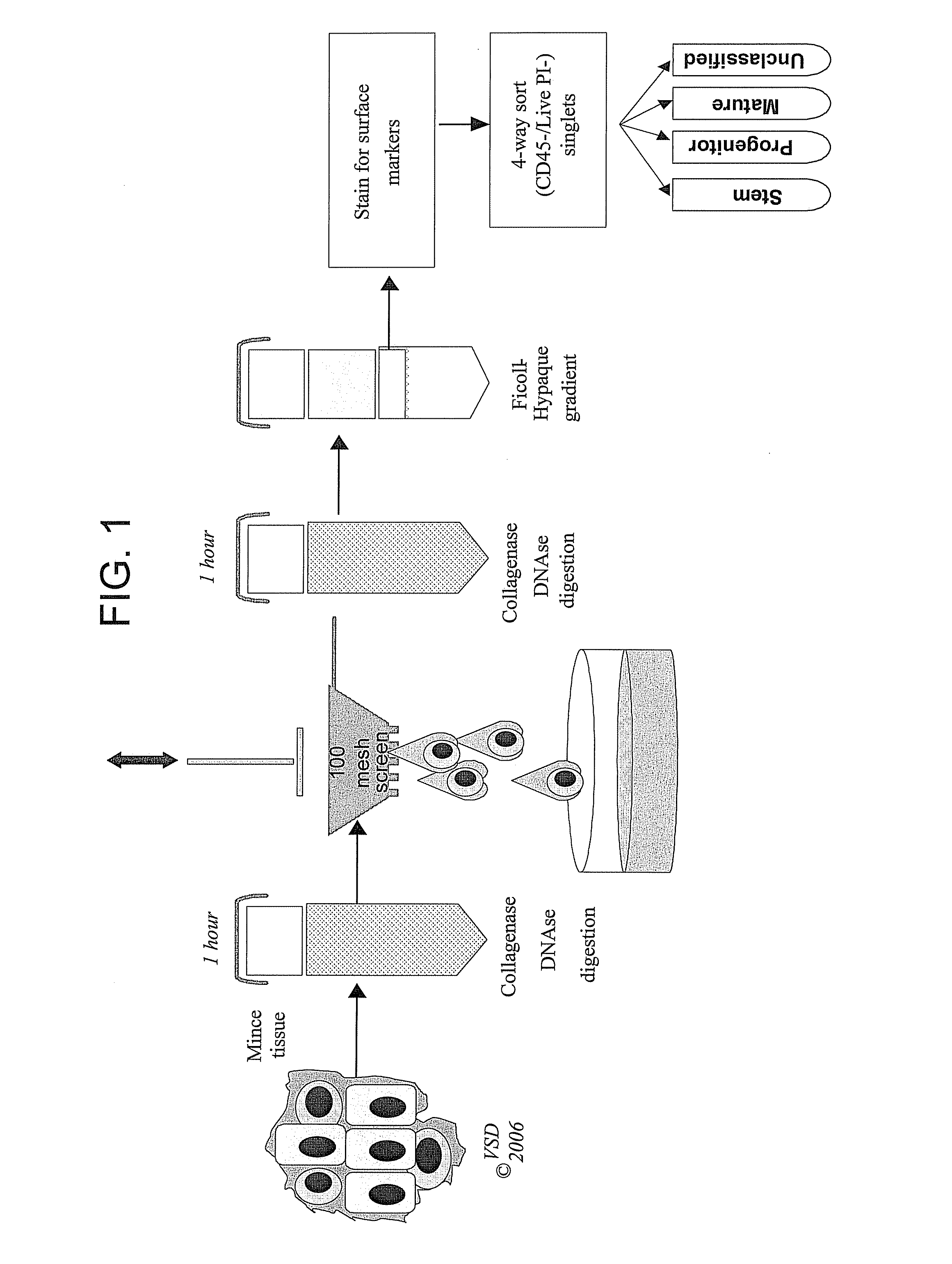 Identification of a constitutively resistant cancer stem cell