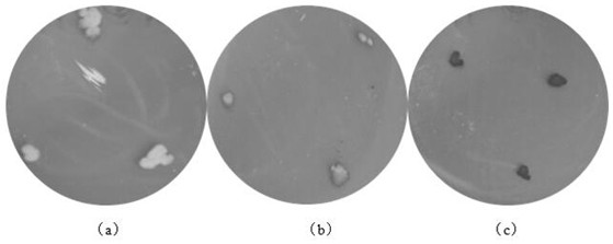 A Saccharomyces cerevisiae suitable for brewing tea wine and its application